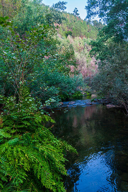 istock A serene river flows gently through a lush, green forest, its clear water reflecting the surrounding trees and a distant hillside 2242819419
