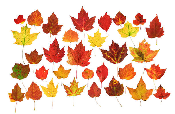istock colorful real autumn maple leaves isolated on white background 2242819510