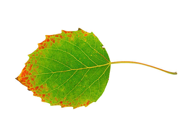 green aspen autumn leaves isolated on white background