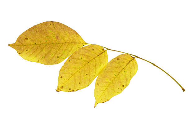istock close up on yellow leaves twig isolated on white background 2242820467