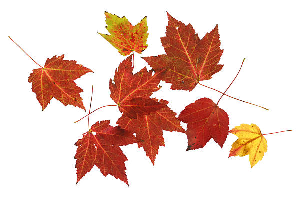 istock colorful autumn maple leaves isolated on white background 2242820468