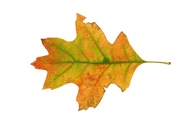 istock colorful oak leaf isolated on white background 2242820581