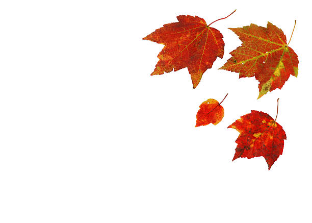 colorful autumn maple leaves isolated on white background