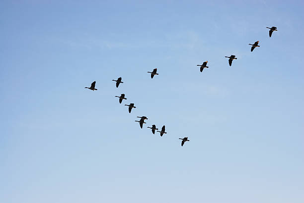 istock group of Canada goose flying in the sky 2242820615