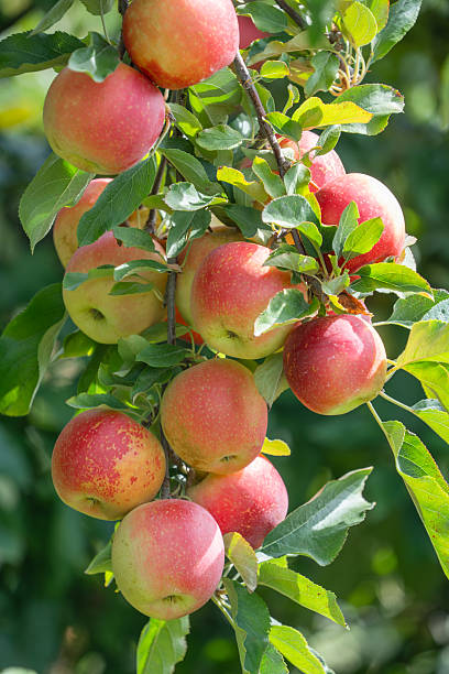 istock red apples on the tree in harvest season 2242820620