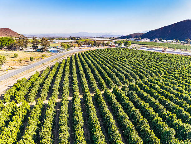 istock Hex River Valley Wineland's in the Western Cape 2242821302