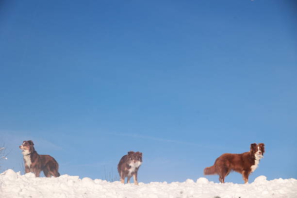Three dogs are standing on a snowy hill, looking out at the blue sky. The dogs are brown and white, and they seem to be enjoying the winter weather. The scene is peaceful and serene