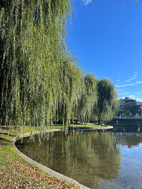 istock Graceful Weeping Willows Reflected in Tranquil Urban Pond on a Sunny Day 2242821569