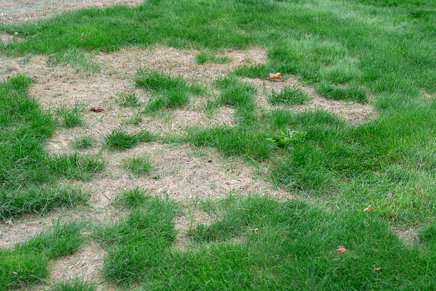 istock lawn in backyard in bad condition need improvement 2242821608