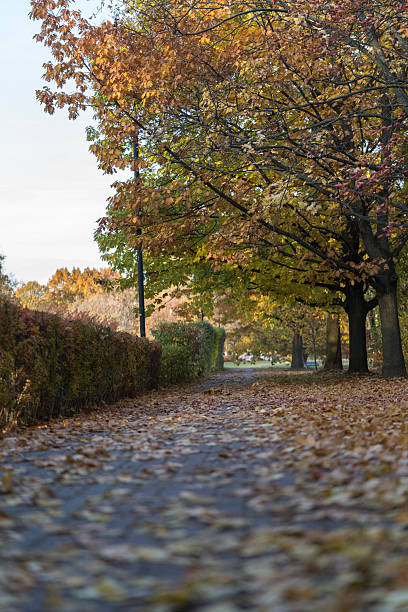 istock Peaceful autumn park pathway covered with colorful leaves 2242821616
