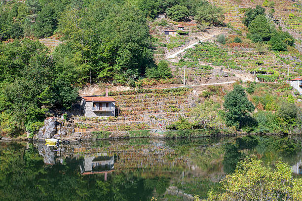 Ribeira Sacra valley panorama showing Sil River reflecting a hillside with terraced vineyards, traditional stone house, and lush green trees under a clear sky in Galicia