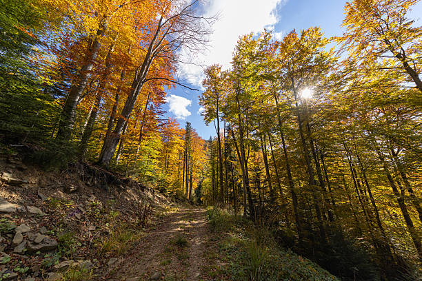istock Vibrant autumn forest canopy and sunlit trail through woods 2242822793