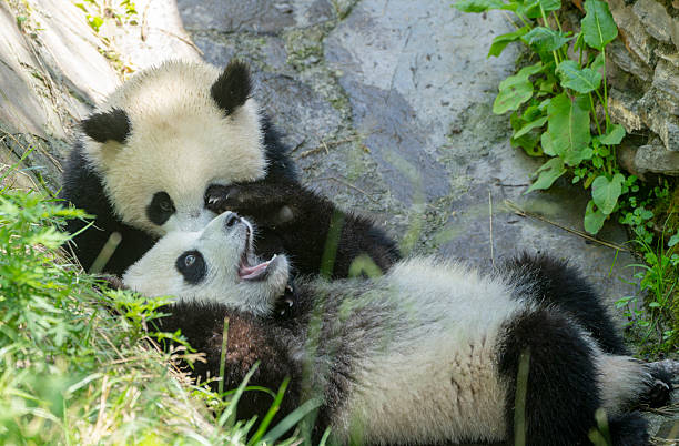 istock two giant panda playing outdoor in the zoo 2242822966