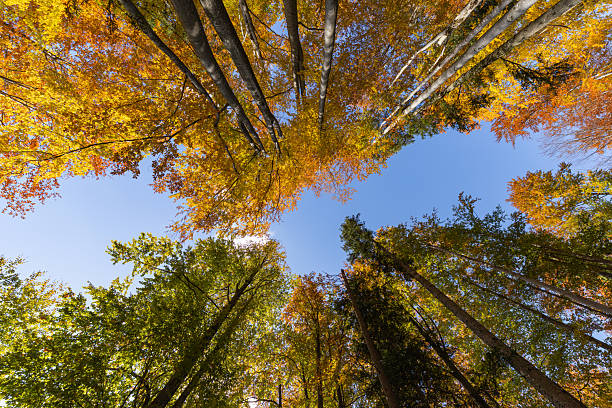 istock Vibrant autumn forest canopy and sunlit trail through woods 2242823494
