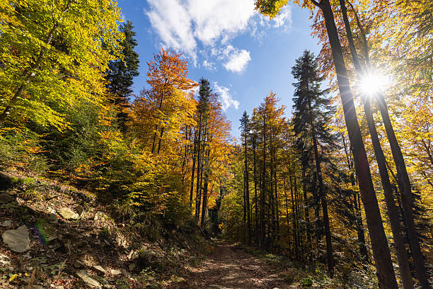 Vibrant autumn forest canopy and sunlit trail through woods