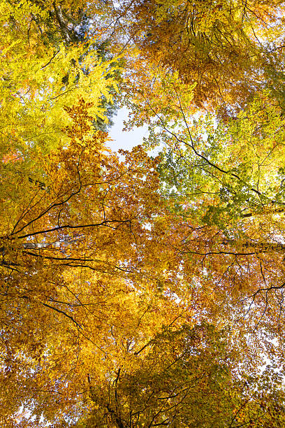 istock Vibrant autumn forest canopy and sunlit trail through woods 2242825555