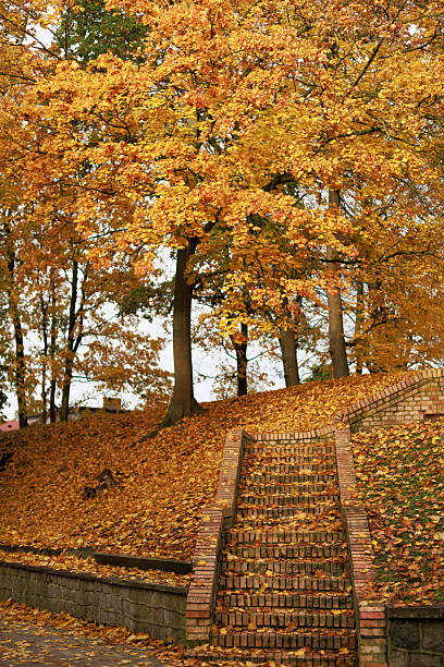 istock Brick stairs covered with autumn leaves in park 2242826199