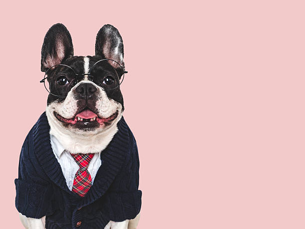 istock Cute puppy, white shirt and red tie. Studio shot 2242827015