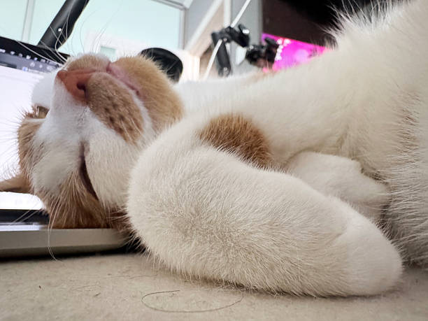 istock Ginger and white cat sleeping on its back with head tilted back resting on a laptop, close-up 2242828697