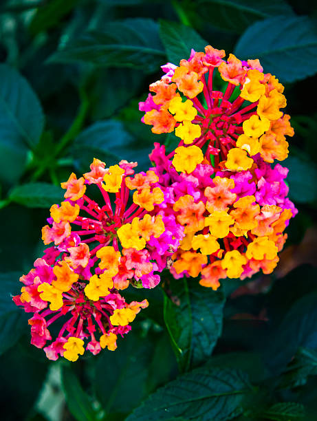 Close up of the pink and yellow flowers of a lantana camara plant.