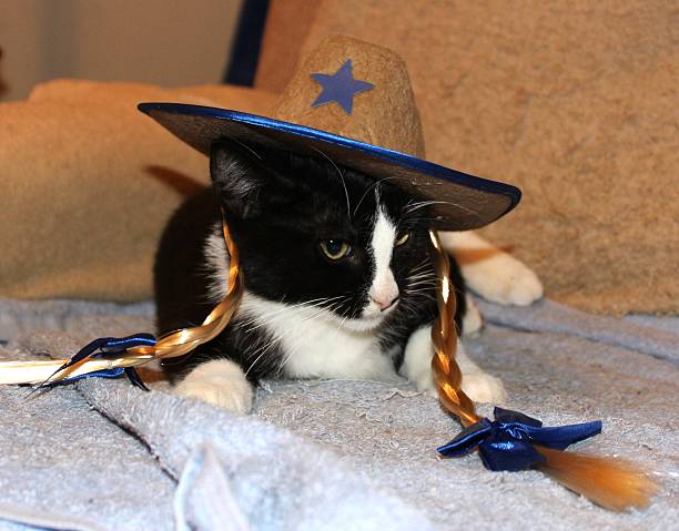 istock Tuxedo Cat in Halloween Costume 2242830684