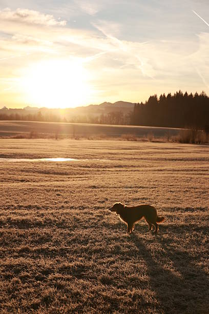 istock Dog is walking in a field with a sun in the background 2242831255