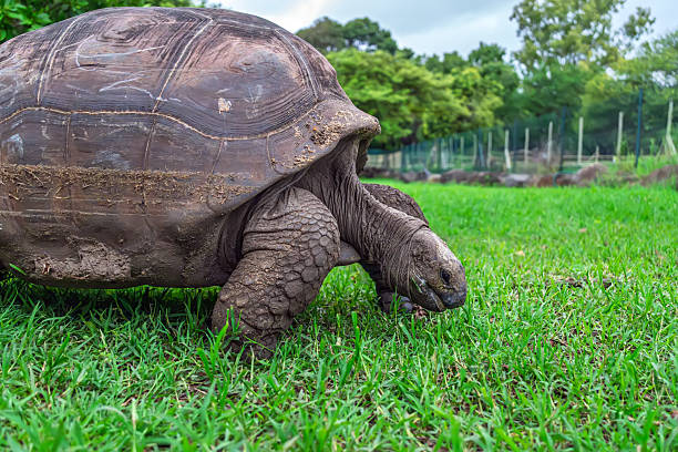 istock An impressive giant tortoise slowly makes its way through a verdant field, its rugged carapace and gentle demeanor perfectly framed by the vibrant green landscape and a soft, diffused light from above 2242832018