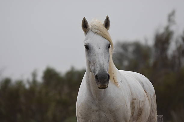White horses are walking in the water  all over the sea in Camargue, France.