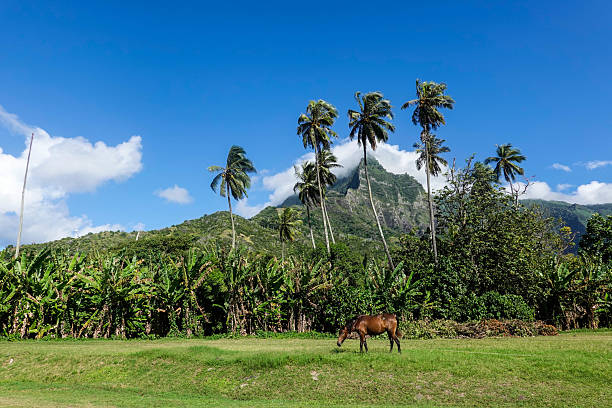 istock Horse in the Marquesas Islands 2242833756