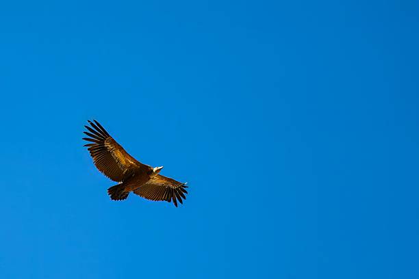 istock Griffon vulture soaring with wings fully spread in clear sky 2242836497