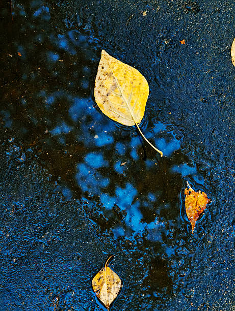A close-up, high-angle view of a puddle of water with a deep blue reflection of a tree, on which several fallen yellow and brown autumn leaves are floating