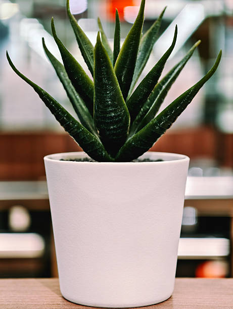 Green succulent plant in a small, white pot