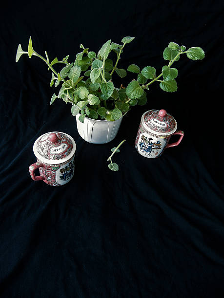 Cuban oregano is a helper for colds.