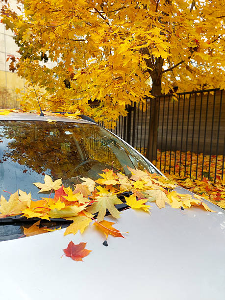 istock Autumn yellow leaves on car glass 2242837378