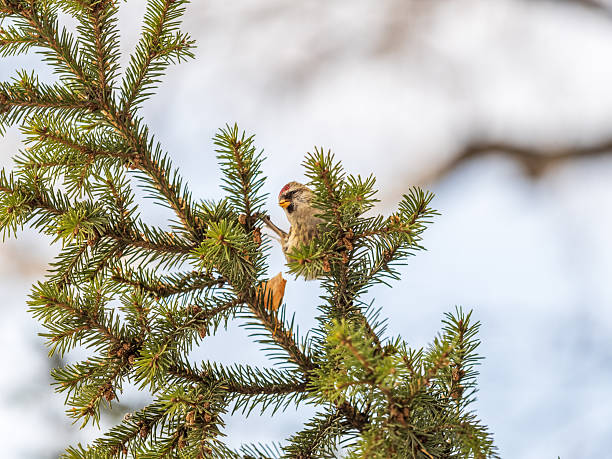 istock Common redpoll female, cute bird with bright red patch on its forehead sits on tree branch without leaves in sunny spring day. 2242837407