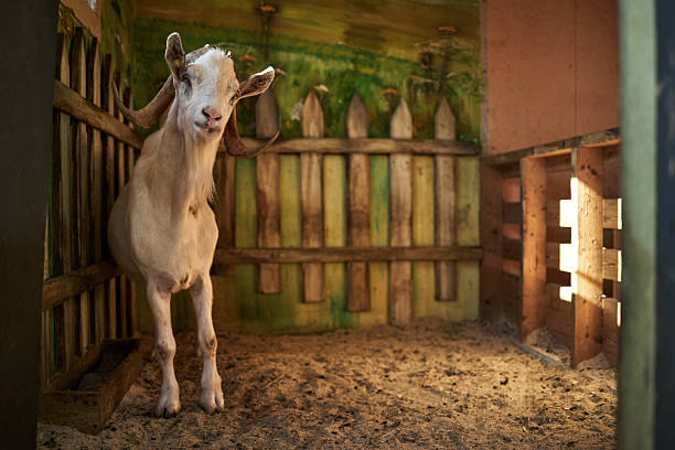 istock Goat Standing Inside Wooden Enclosure Looking Toward Sunlit Open Gate 2242838197