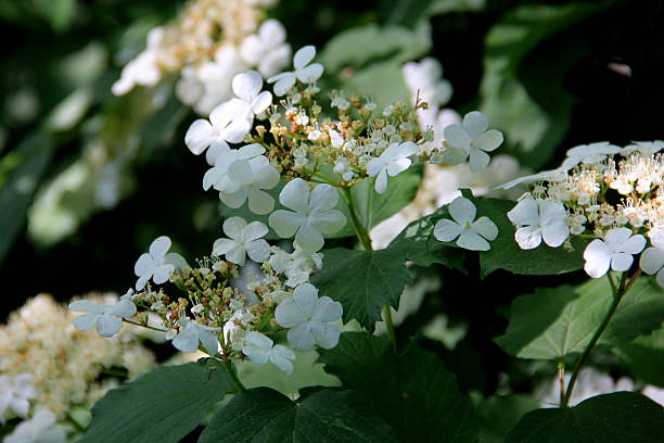 Cluster of white Viburnum flowers, seen in Southern Austria stock photo