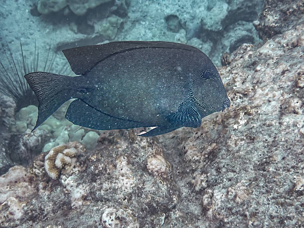 istock Striated surgeonfish (Ctenochaetus striatus), also known as lined bristletooth, fine-lined bristletooth, striped bristletooth. A marine ray-finned fish. Kona, Hawaii, USA 2242842075