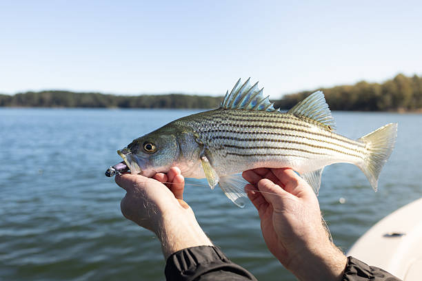 Schoolie sized Chesapeake Bay Striped Bass Caught on Lure