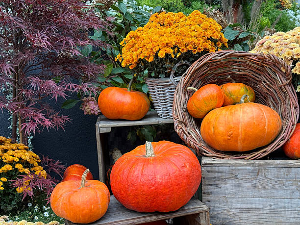 istock Pumpkins and chrysanthemum flowers fall decor. 2242844114