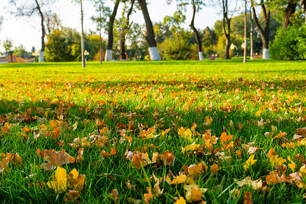 istock Sunny green park with trees in autumn light 2242848259