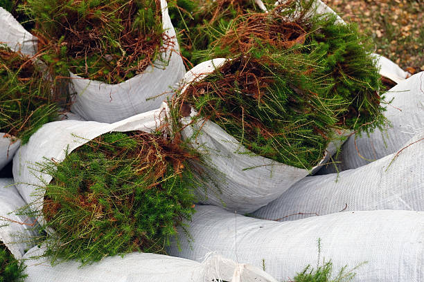 istock moss in bags collected in the forest for construction as a natural insulation 2242848534