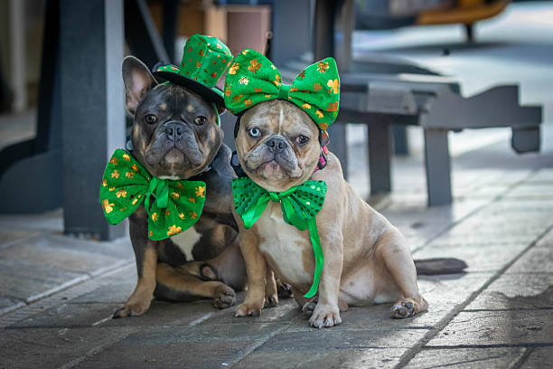 istock French Bulldog Siblings Dressed up for St. Patricks Day With Hat, Bow and Bowties 2242849651