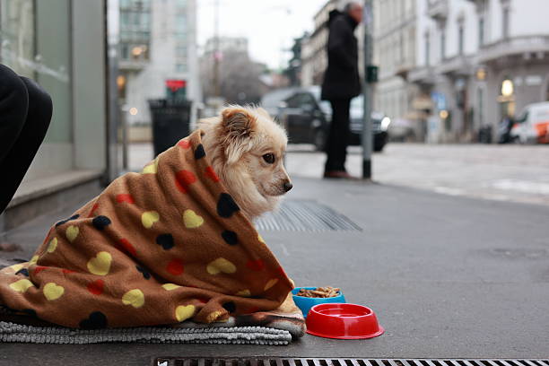 istock Street Dog Wrapped in a Warm Blanket 2242853075