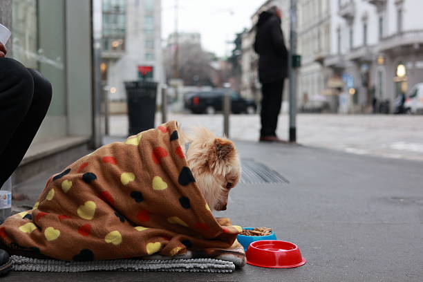 istock Street Dog Wrapped in a Warm Blanket 2242853078