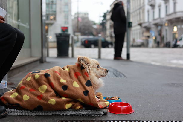 istock Street Dog Wrapped in a Warm Blanket 2242853094