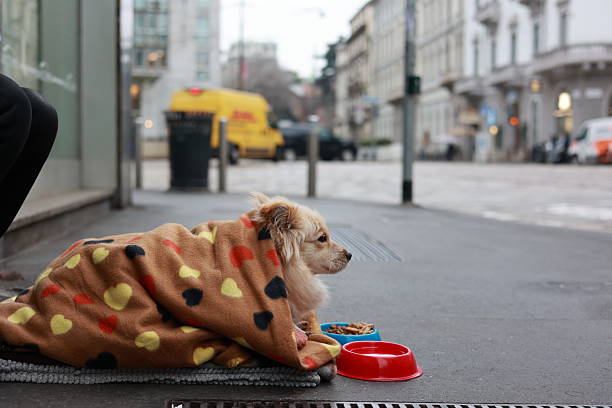 istock Street Dog Wrapped in a Warm Blanket 2242853137