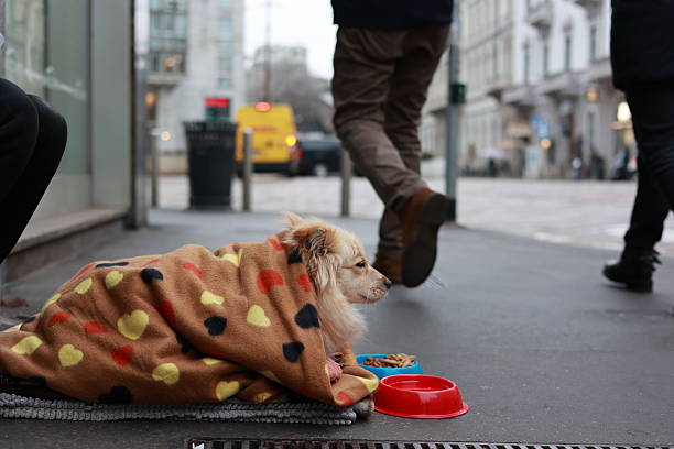 istock Street Dog Wrapped in a Warm Blanket 2242853159