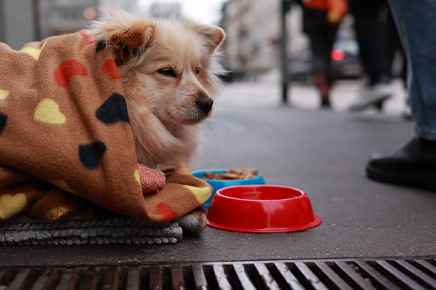 istock Street Dog Wrapped in a Warm Blanket 2242853163
