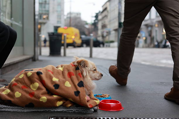 istock Street Dog Wrapped in a Warm Blanket 2242853165